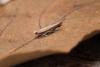 Zelleria hepariella